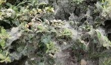 安澜的最新爆料,揭秘娱乐圈幕后真相