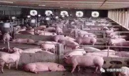 爆料科学养猪视频大全最新,最新视频大全深度解析